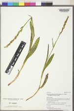 Platanthera dilatata image