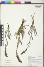 Pedicularis groenlandica image