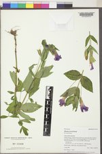 Erythranthe lewisii image