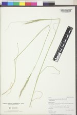 Achnatherum nelsonii subsp. nelsonii image