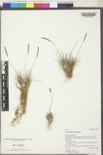 Festuca baffinensis image
