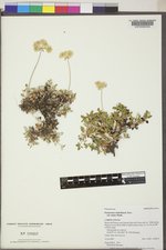 Eriogonum umbellatum var. majus image