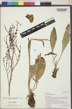 Rumex paucifolius image