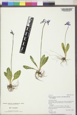 Dodecatheon conjugens image