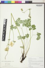 Aquilegia flavescens image