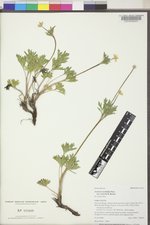 Anemone multifida var. saxicola image