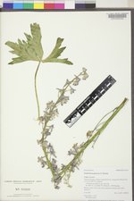 Delphinium glaucum image