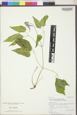 Clematis occidentalis var. grosseserrata image