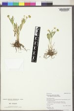 Ranunculus glaberrimus image