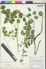 Thalictrum occidentale image