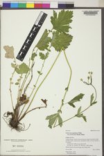 Geum macrophyllum var. perincisum image