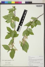 Prunus pensylvanica image