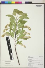 Prunus virginiana var. melanocarpa image