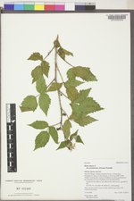 Rubus idaeus var. peramoenus image