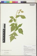 Rubus idaeus var. peramoenus image