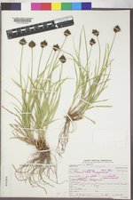 Carex ebenea image