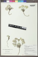 Physaria didymocarpa image