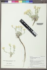 Physaria didymocarpa var. lanata image