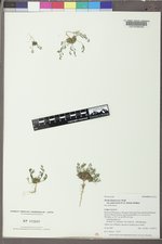 Draba fladnizensis var. pattersonii image