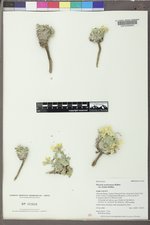 Physaria saximontana var. dentata image