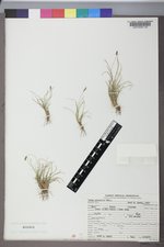 Carex pyrenaica image