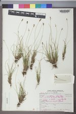 Carex pyrenaica image