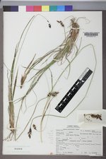 Carex raynoldsii image