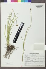 Carex vernacula image