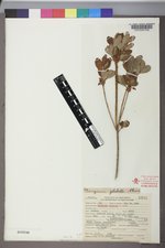 Rhododendron menziesii image