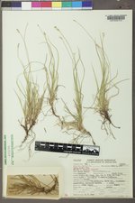 Carex peckii image