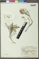 Vaccinium scoparium image