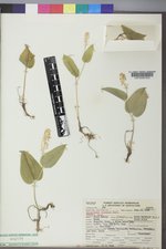 Maianthemum canadense image