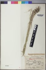 Pseudoroegneria spicata image