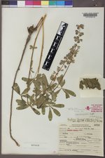 Lupinus argenteus subsp. rubricaulis image