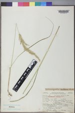 Calamagrostis rubescens image
