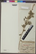 Lupinus argenteus subsp. rubricaulis image