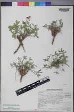 Trifolium gymnocarpon var. gymnocarpon image