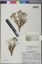 Trifolium dasyphyllum var. anemophilum image