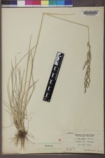 Poa secunda subsp. juncifolia image