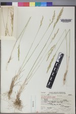 Poa secunda subsp. secunda image