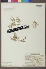 Euphorbia glyptosperma image