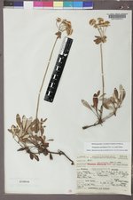 Eriogonum umbellatum var. majus image