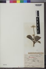 Caltha chionophila image