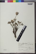 Pulsatilla patens subsp. multifida image