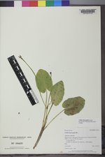 Caltha chionophila image