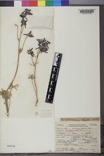 Delphinium bicolor subsp. bicolor image