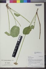 Caltha chionophila image