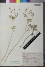 Ranunculus macounii image