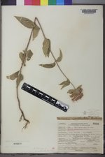 Monarda fistulosa var. menthifolia image