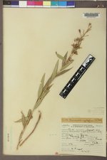 Chamaenerion angustifolium subsp. angustifolium image